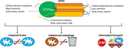 Mitofusin 2 Dysfunction and Disease in Mice and Men